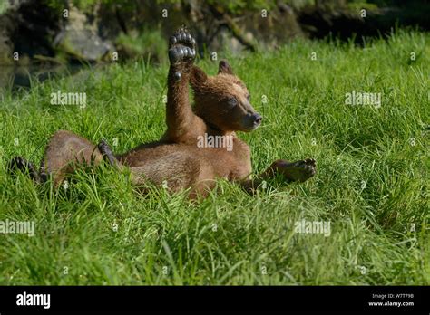 Grizzly Bear Waving Hi Res Stock Photography And Images Alamy