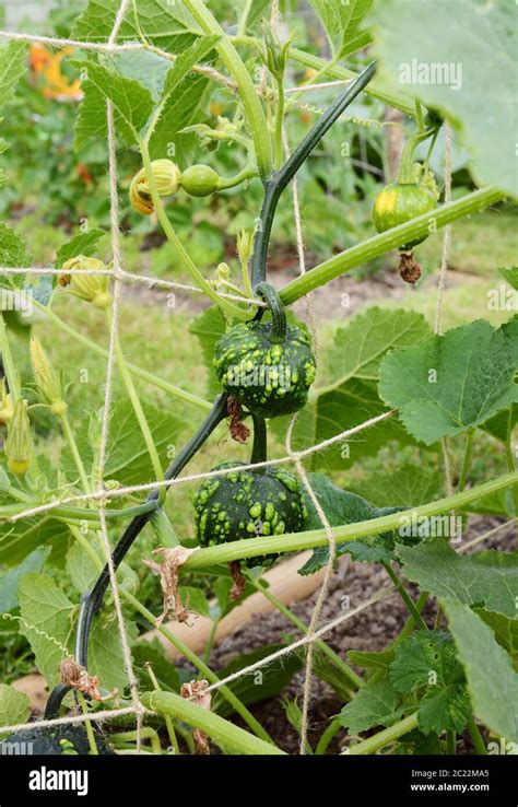 Dark Green Warted Ornamental Gourds Grow On Spiky Vines Hanging From