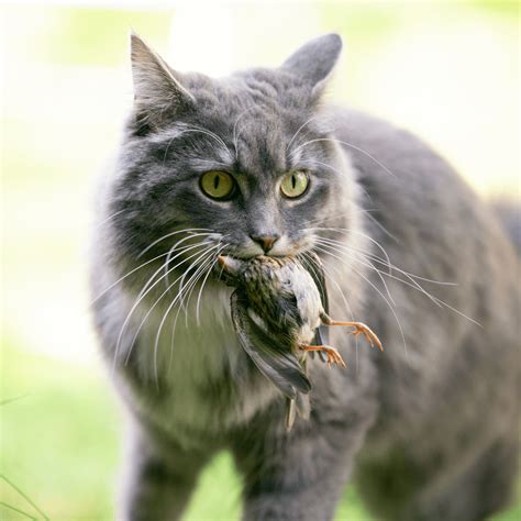 How To Stop Cats Killing Birdlife — Kohab