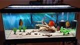 Photos of Freshwater Aquarium Equipment List