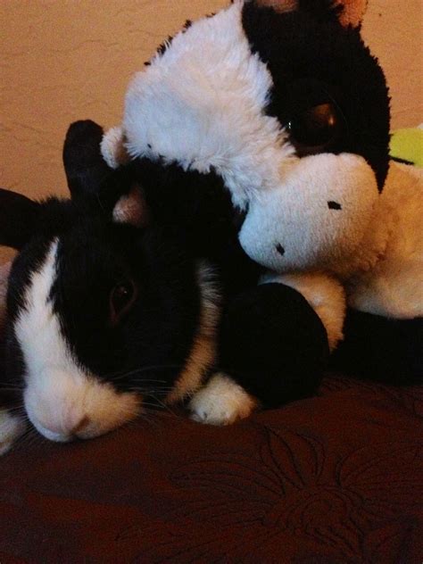 Bunny And Cow Cute Pictures Cow Bunny Teddy Bear Animals Cute