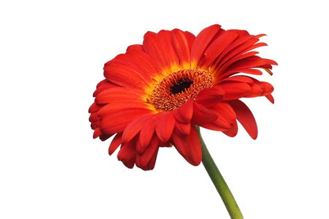 Do Gerbera Daisies Come Back Every Year Gfl Outdoors