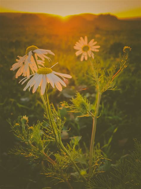 Daisies At Sunset Free Stock Photo Public Domain Pictures