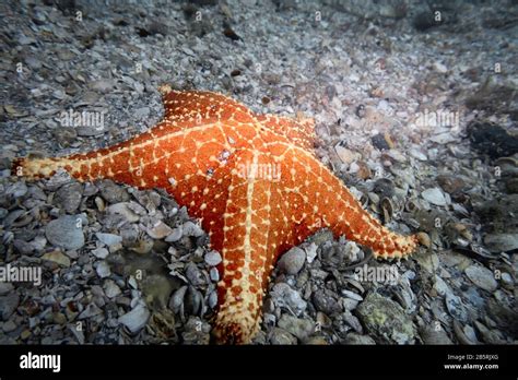 Cushion Sea Star Oreaster Reticulatus Lying On The Sea Floor Rare