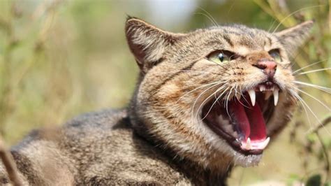 War On Feral Cats Australia Aims To Cull 2 Million