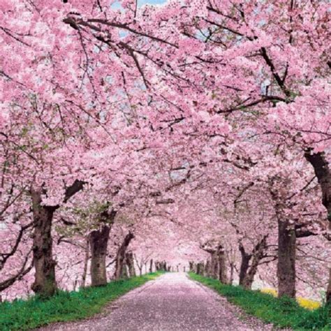 10 New Japanese Cherry Blossoms Wallpaper Full Hd 1080p For Pc Desktop 2023