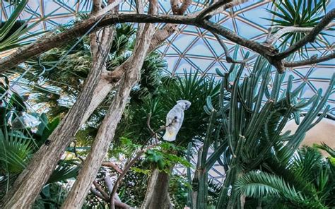 The Bloedel Conservatory Vancouvers Tropical Oasis Vancouver Planner