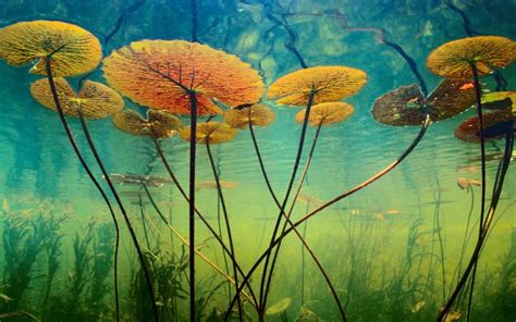 Download Wallpaper Nature Photographs Underwater Plants Nature