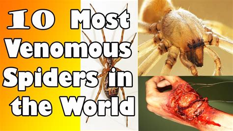 Top 10 Most Venomous Spider ☠ 10 Most Venomous Spider In The World ☠