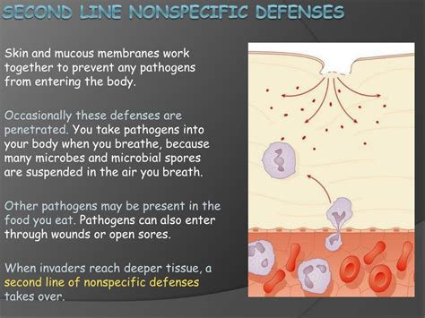 Ppt Biology Ch 40 1 Bodies Defenses Powerpoint Presentation Free Download Id 2000647