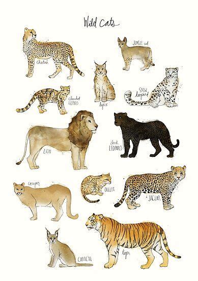 A Chart Featuring The Cheetah Lynx Jungle Cat Clouded Leopard Snow