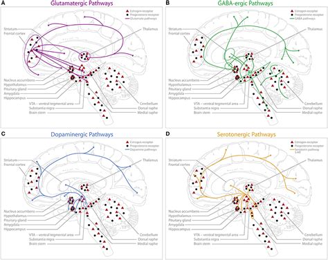 frontiers sex hormones affect neurotransmitters and shape the adult female brain during