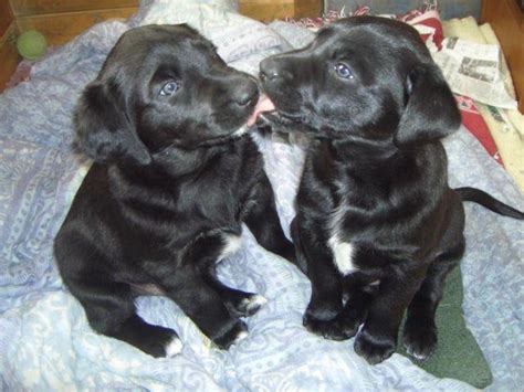 Adorable Black Lab Border Collie Mixed Puppys For Sale In Sparta