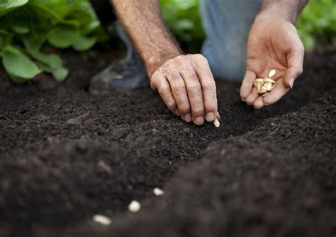 Melons, watermelons and squash are typically. Beltane Planting Ritual for Solitaries