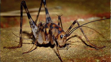 Exotic Spider Like Crickets Now Common In Piedmont Triad Homes