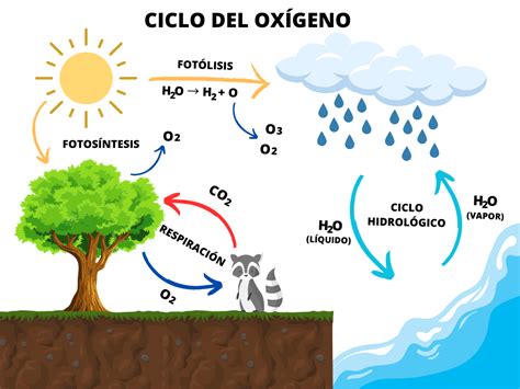 Ciclo Del Oxígeno Qué Es Etapas Y Sus Características Significados