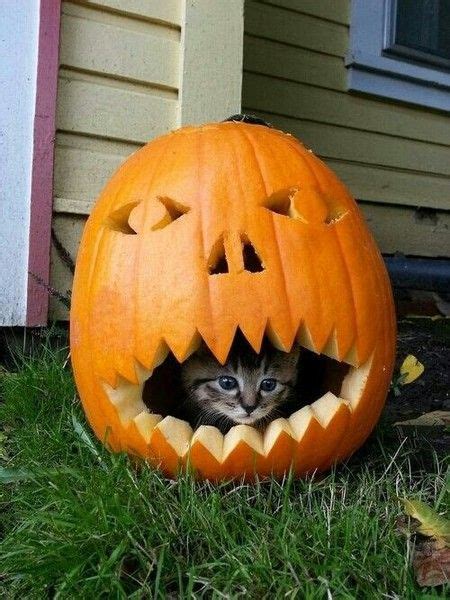 Pumpkin Kitty Cute Cats Cute Animals Kittens Cutest