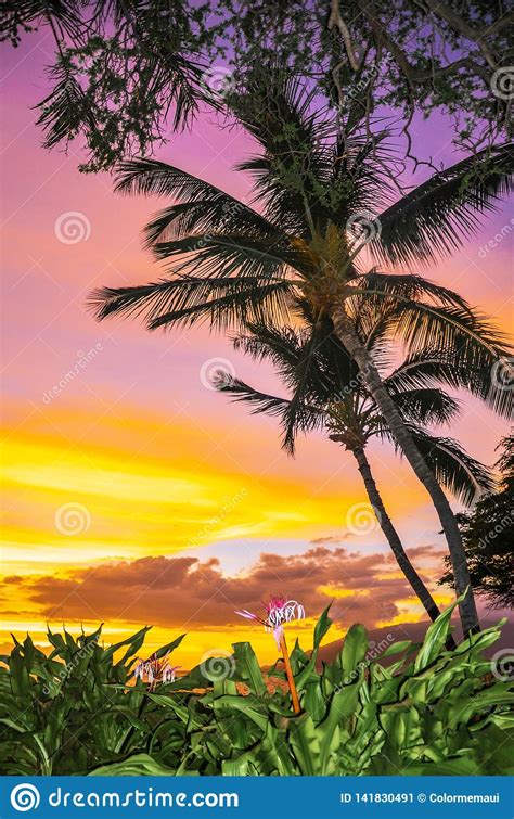 Palm Trees In The Colorful Sunset In Maui Hawaii Stock Image Image Of