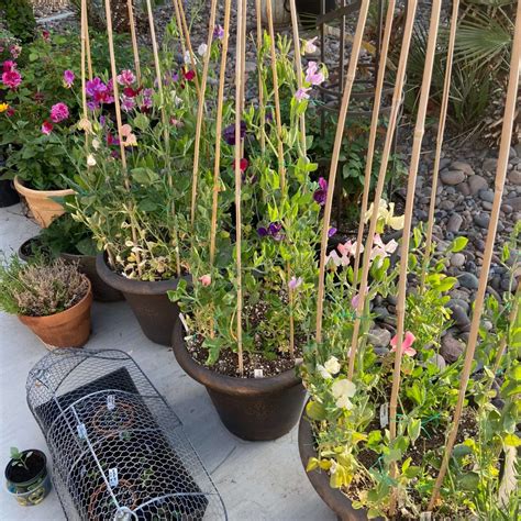 How To Grow Amazing Sweet Peas In Containers