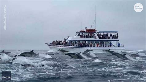 Hundreds Of Dolphins Surround Whale Watching Boat