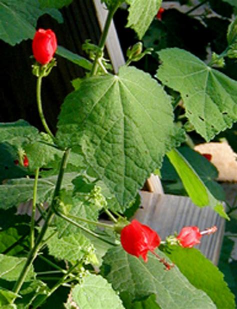 I do have 4 turks caps of various ages. Turk's Cap, a nice bloomer for the hot summer