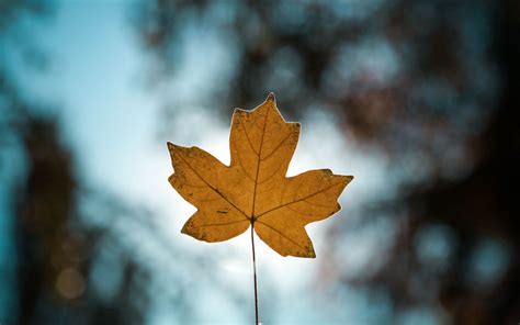 Download Wallpaper 3840x2400 Leaf Autumn Maple Closeup Blur 4k