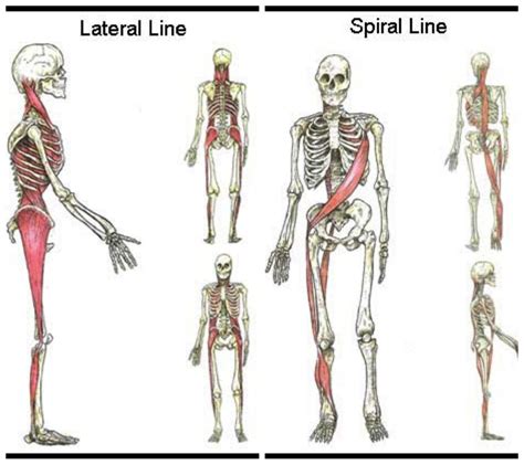 Lateral And Spiral Lines