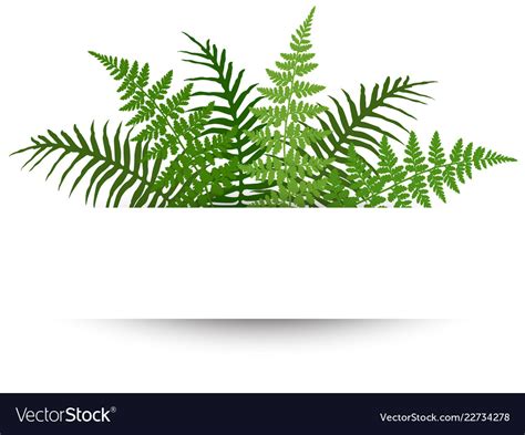 Fern Frond Frame Royalty Free Vector Image Vectorstock