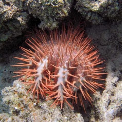 Crown Of Thorns Sea Star From Red Sea Is Endemic Species