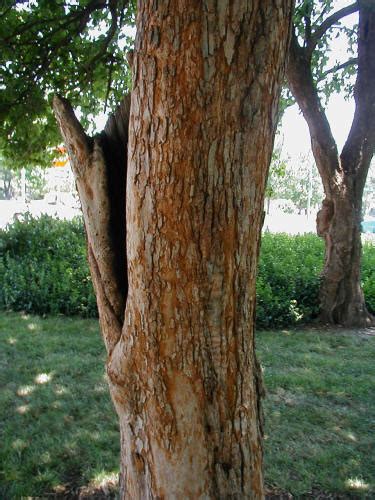 Honey locust bark is rough and gray. Downy Hawthorn