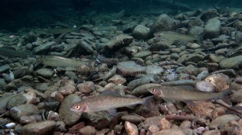 Trout Fishing Underwater In Stream Of Water Of Lena River In Siberia Of