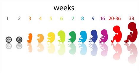 6 Weeks Pregnant Urban Mamaz