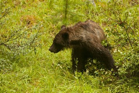 Grizzly Jasper National Park Alberta Grizzly Black Bear Brown Bear