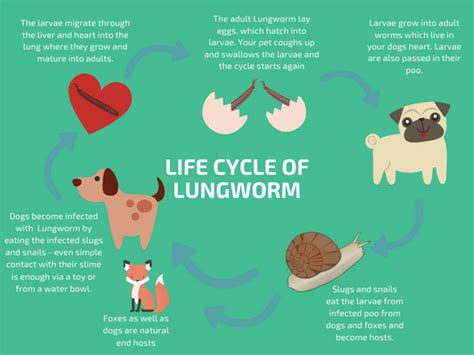 Lungworm What Is It And How Can You Protect Your Pet Vetscriptions