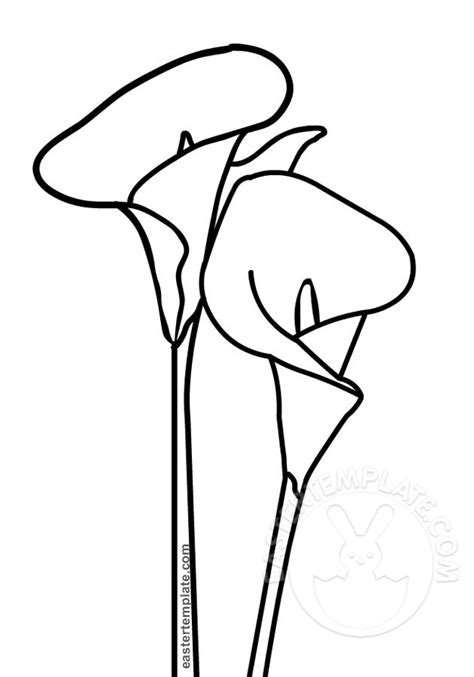 Calla Lily Coloring Pages