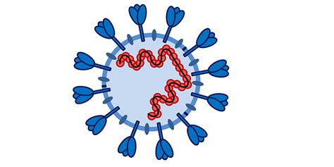 Proteolytic enzymes are crucial for a variety of biological processes in organisms ranging from lower (virus proteases cleave proteins into smaller fragments by catalyzing peptide bonds hydrolysis. Deutsches Primatenzentrum: Die Vermehrung von SARS ...
