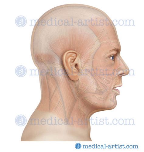 Anatomy of the Head and Neck - Medical Illustrations showing the