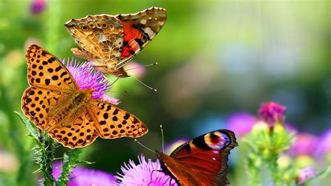 Nature Animals Butterflies Wallpapers Hd Desktop And