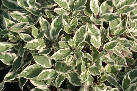Check spelling or type a new query. Variegated Red Twig Dogwood, one of my favorite shrubs ...