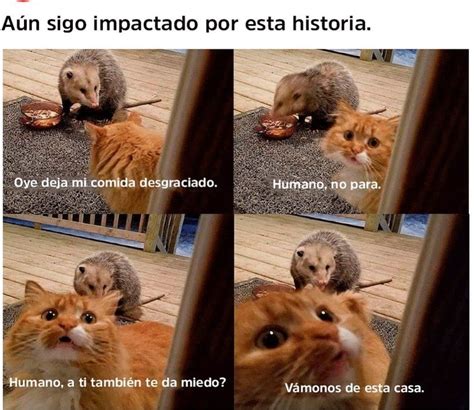 Pin De Armando En Memes Memes Memes Divertidos Memes De Animales