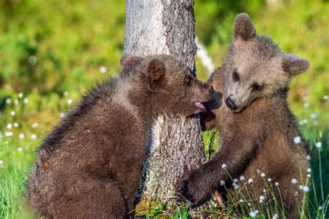 Brown Bear Cubs Playfully Fighting In Summer Green Forest Stock Photo
