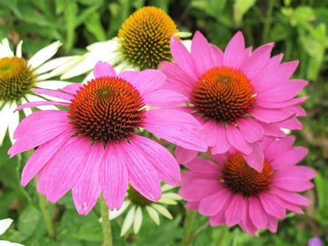 Plant them once and enjoy them for years! 21 Perennial Flowers that Bloom All Summer - Even from ...