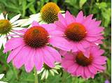 Pasque flower is among the earliest blooming purple perennial flowers, and it's at home in full to partial sun. 21 Perennial Flowers that Bloom All Summer - Even from ...