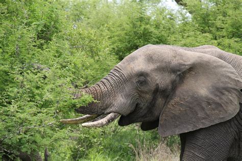 El Elefante Características Comportamiento Y Hábitat Mis Animales
