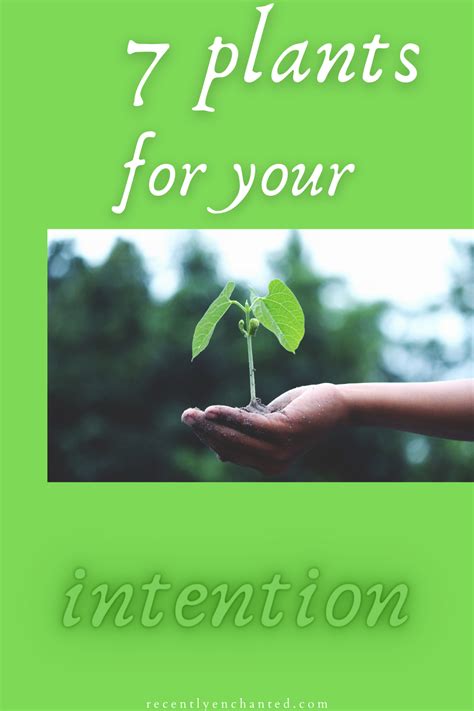 7 Plants For Intention Intentions Spiritual Awareness Spiritual People