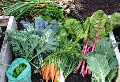 20 Winter Vegetables To Plant In Your Cool Season Garden