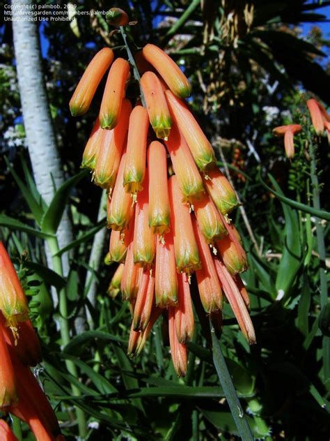 Check spelling or type a new query. PlantFiles Pictures: Aloe Species, Climbing Aloe (Aloe ...