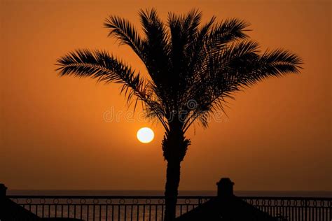 Palm Tree By The Red Sea At Sunrise Egypt Stock Image Image Of Egypt