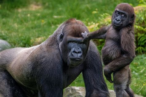 The More Male Gorillas Look After Young The More Young Theyre Likely
