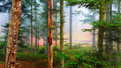 Automnal Forest Bing Wallpaper Download